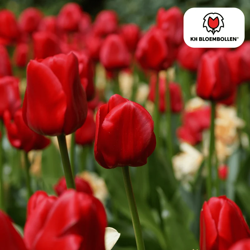 Tulpenzwiebeln 'Ile de France' kaufen – 20 Stück | Scharlachrot, Blüte April–Mai