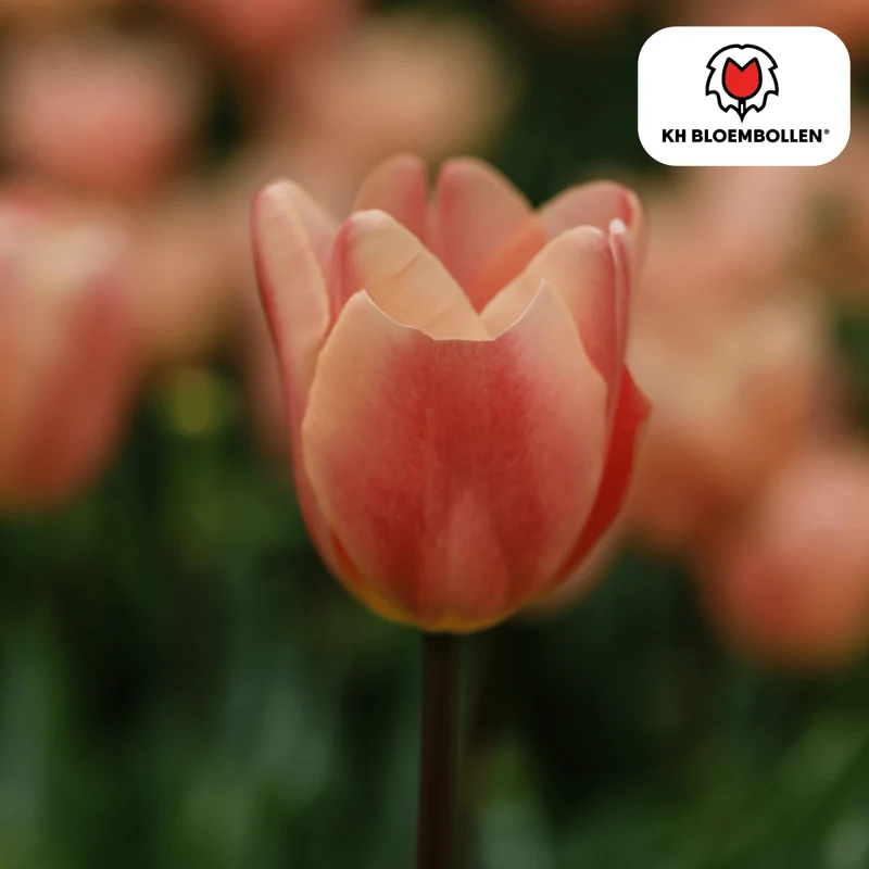 Tulpenzwiebeln Apricot Foxx – 20er-Pack | Zart apricotfarben