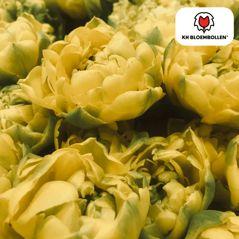 Tulpenzwiebeln Avantgarde – 20er-Pack | Dunkelrot & elegant