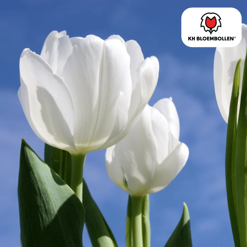 Catherina Tulpenzwiebeln – 20er-Pack | Weiß & edel