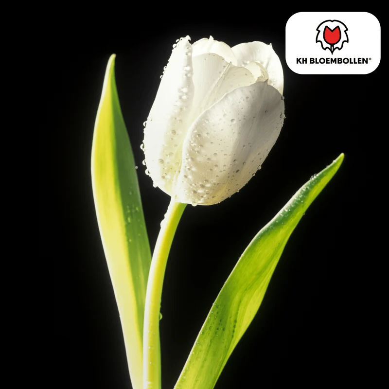 Catherina Tulpenzwiebeln – 20er-Pack | Weiß & edel