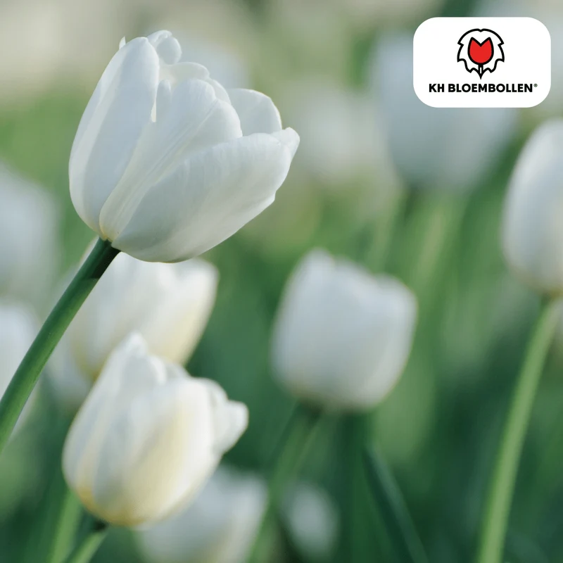 Catherina Tulpenzwiebeln – 20er-Pack | Weiß & edel
