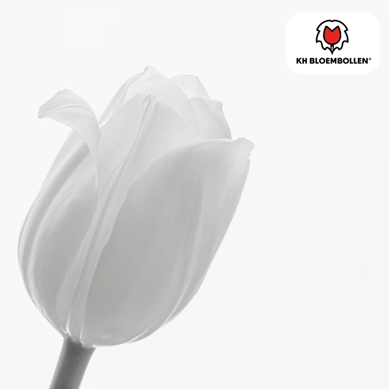 Catherina Tulpenzwiebeln – 20er-Pack | Weiß & edel