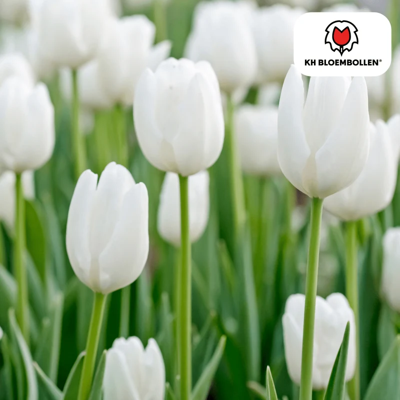 Catherina Tulpenzwiebeln – 20er-Pack | Weiß & edel