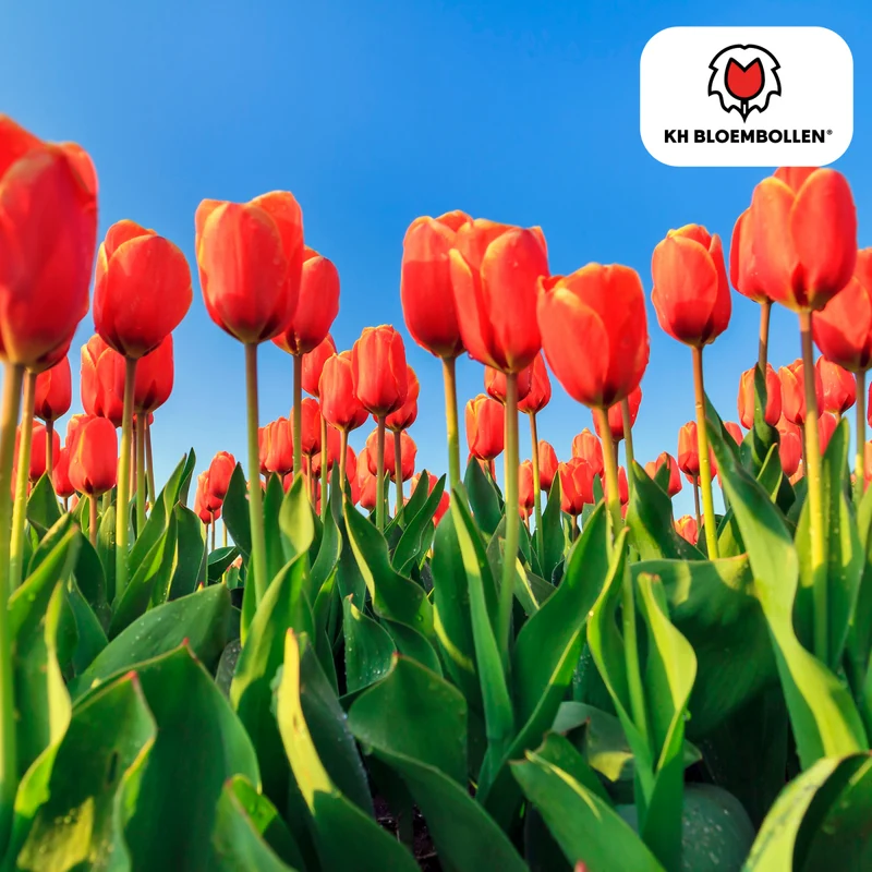 Tulpenzwiebeln Dafeng – 20er-Pack | Gefranste Tulpe Orange-Rot
