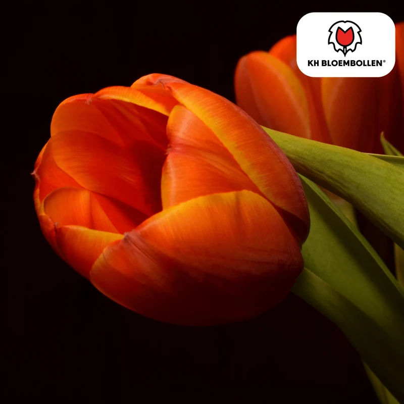 Tulpenzwiebeln Dafeng – 20er-Pack | Gefranste Tulpe Orange-Rot