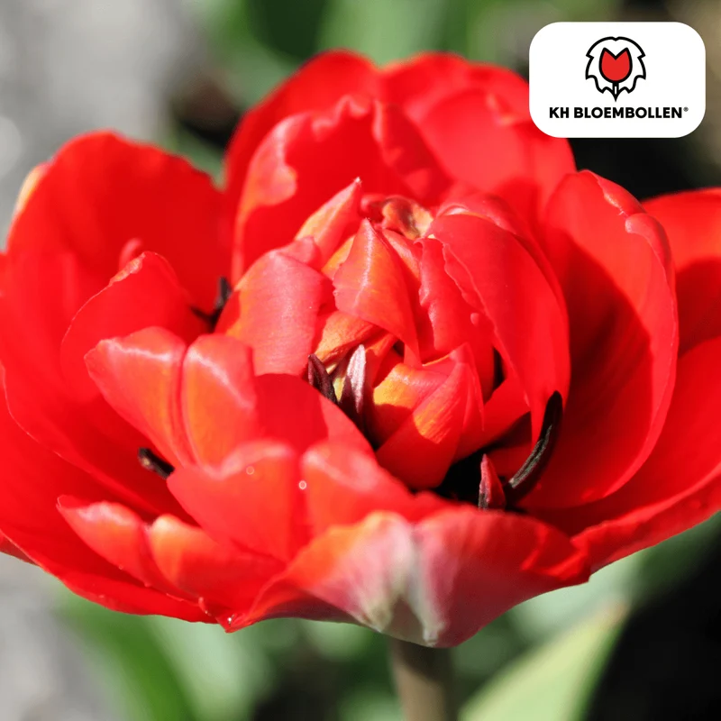 Tulpenzwiebeln 'Bombastic Red' kaufen – 20 Stück | Gefüllt & tiefrot, Blüte April–Mai
