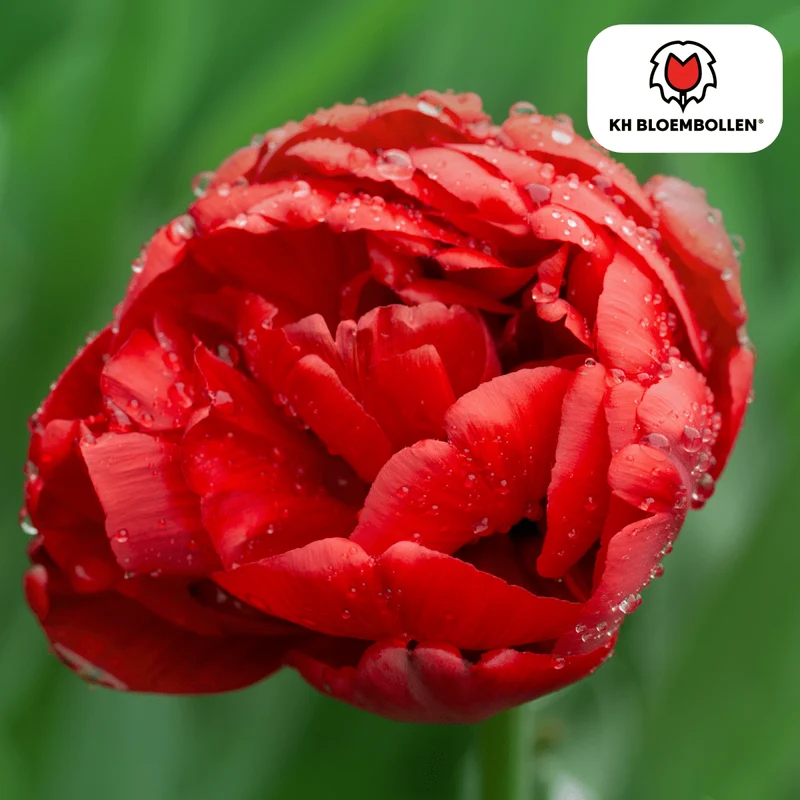 Tulpenzwiebeln 'Bombastic Red' kaufen – 20 Stück | Gefüllt & tiefrot, Blüte April–Mai