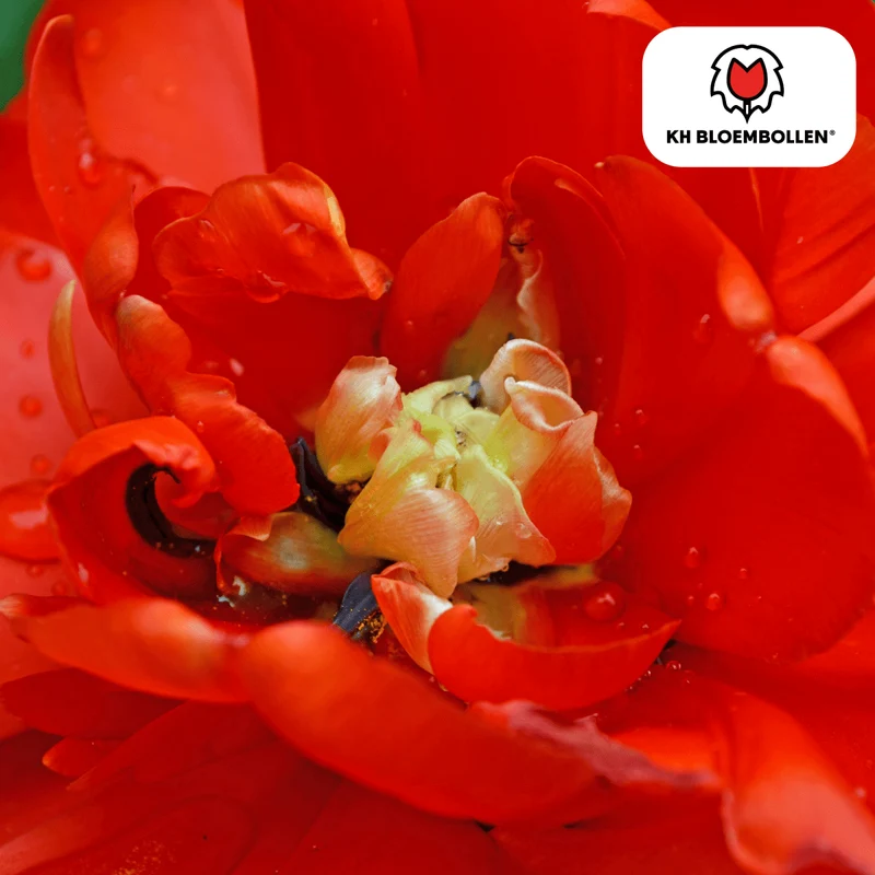 Tulpenzwiebeln 'Bombastic Red' kaufen – 20 Stück | Gefüllt & tiefrot, Blüte April–Mai