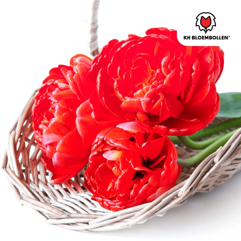 Tulpenzwiebeln 'Bombastic Red' kaufen – 20 Stück | Gefüllt & tiefrot, Blüte April–Mai
