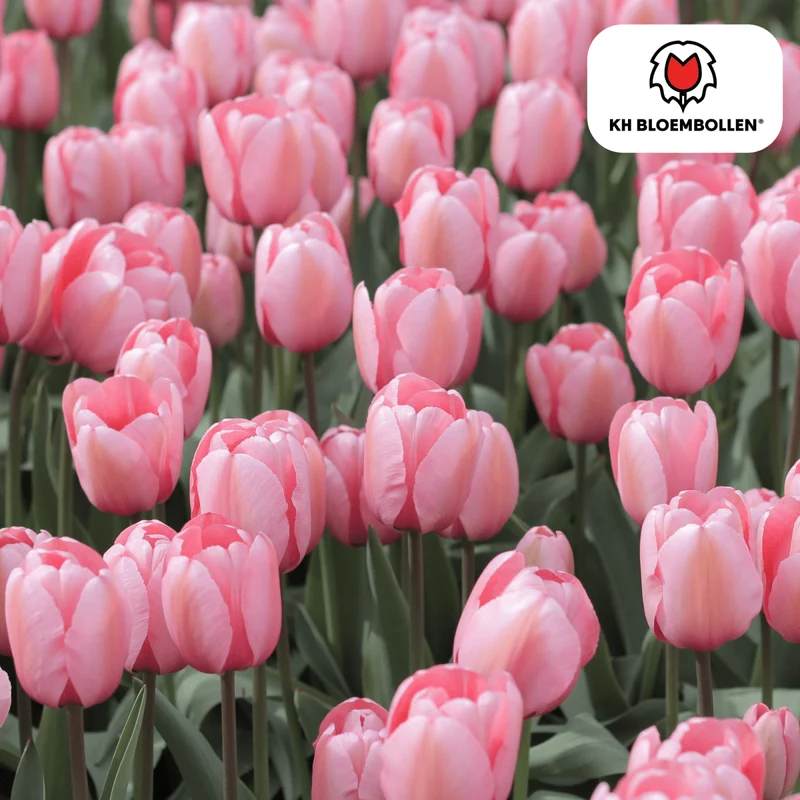 Tulpenzwiebeln 'Apricot Delight' kaufen – 20 Stück | Apricot-Rosa, Blüte April–Mai