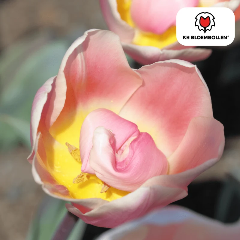 Tulpenzwiebeln 'Apricot Delight' kaufen – 20 Stück | Apricot-Rosa, Blüte April–Mai