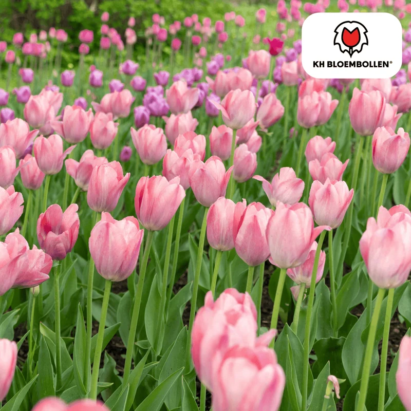 Tulpenzwiebeln 'Apricot Delight' kaufen – 20 Stück | Apricot-Rosa, Blüte April–Mai