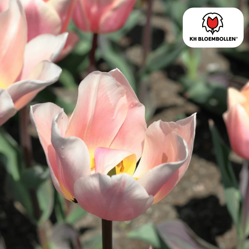 Tulpenzwiebeln 'Apricot Delight' kaufen – 20 Stück | Apricot-Rosa, Blüte April–Mai