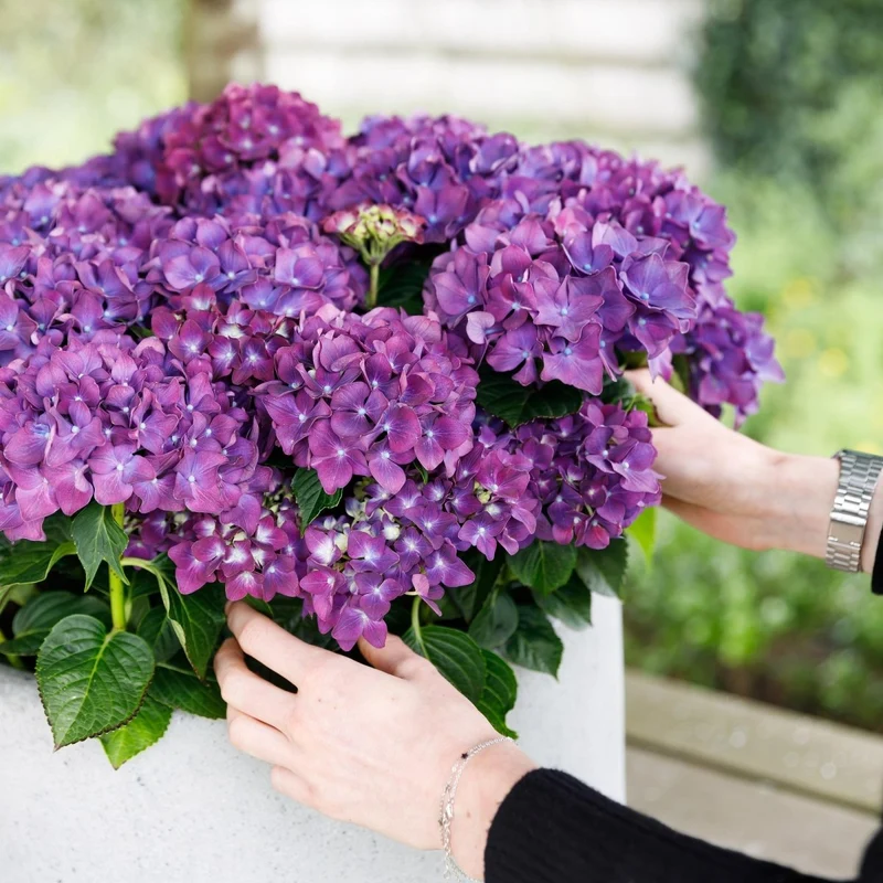 Balkon-Hortensie Forever & Ever Lila – 2 Pflanzen – 7–12 Blüten – Ø23 cm Topf – Höhe ca. 55 cm