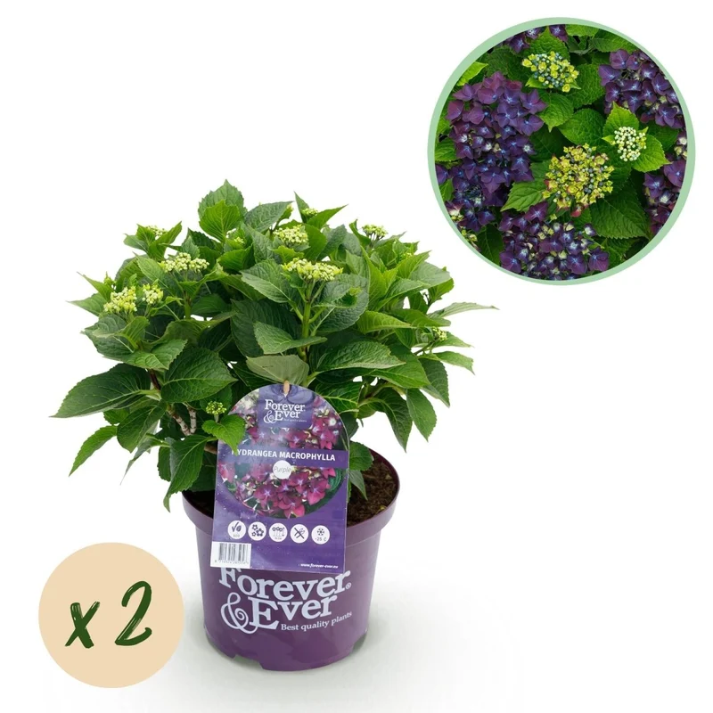 Balkon-Hortensie Forever & Ever Lila – 2 Pflanzen – 7–12 Blüten – Ø23 cm Topf – Höhe ca. 55 cm