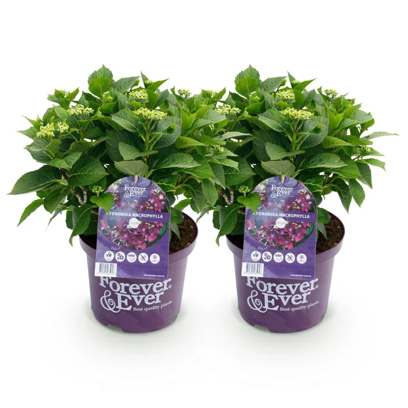 Balkon-Hortensie Forever & Ever Lila – 2 Pflanzen – 7–12 Blüten – Ø23 cm Topf – Höhe ca. 55 cm