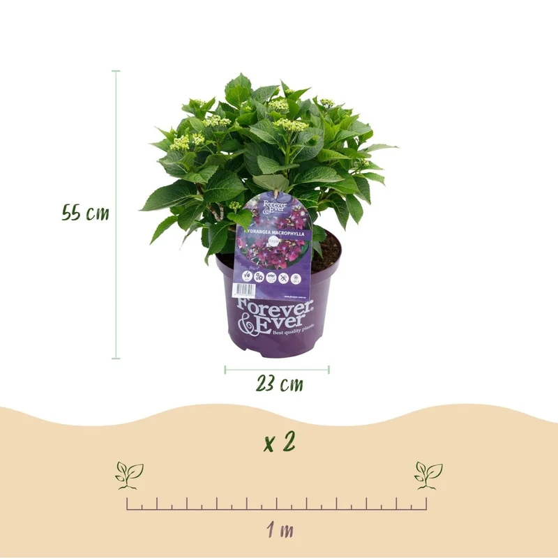 Balkon-Hortensie Forever & Ever Lila – 2 Pflanzen – 7–12 Blüten – Ø23 cm Topf – Höhe ca. 55 cm