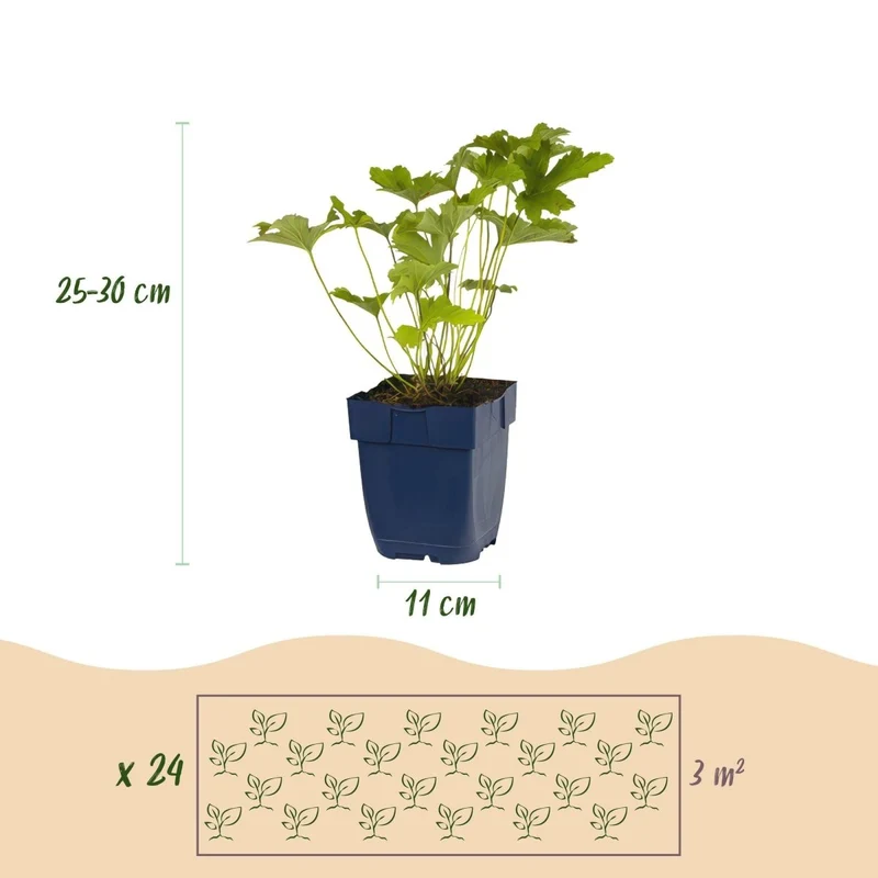 Stauden-Paket Schatten – 24 winterharte Stauden für 3 m² | Pflegeleicht