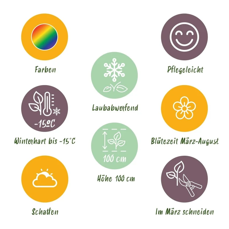 Stauden-Paket Schatten – 24 winterharte Stauden für 3 m² | Pflegeleicht