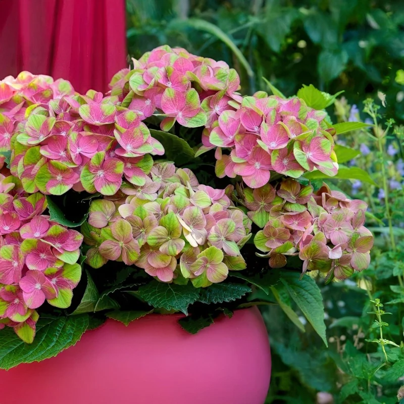 Balkonpflanze - Hortensie - Hydrangea Magical Green Fire - Rosa Grün - 6-10 Blüten - 2 Pflanzen - Topf 23cm Höhe 55cm