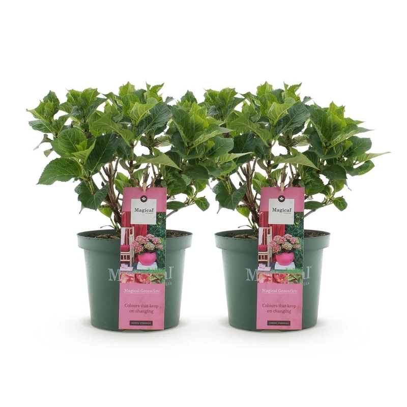 Balkonpflanze - Hortensie - Hydrangea Magical Green Fire - Rosa Grün - 6-10 Blüten - 2 Pflanzen - Topf 23cm Höhe 55cm