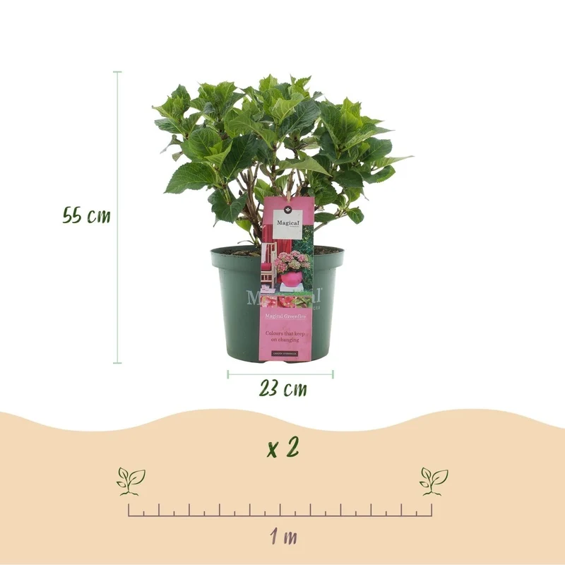 Balkonpflanze - Hortensie - Hydrangea Magical Green Fire - Rosa Grün - 6-10 Blüten - 2 Pflanzen - Topf 23cm Höhe 55cm