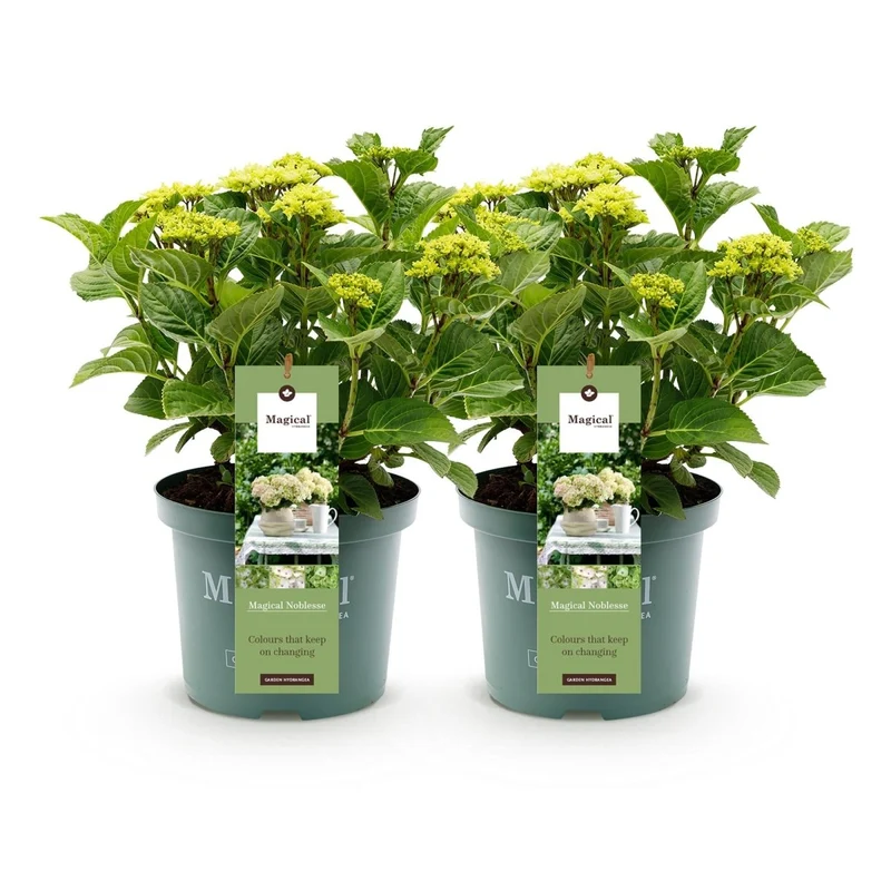 Balkon-Hortensie Magical Noblesse Weiß – 2 Pflanzen – 6–10 Blüten – Ø23 cm Topf – Höhe ca. 55 cm