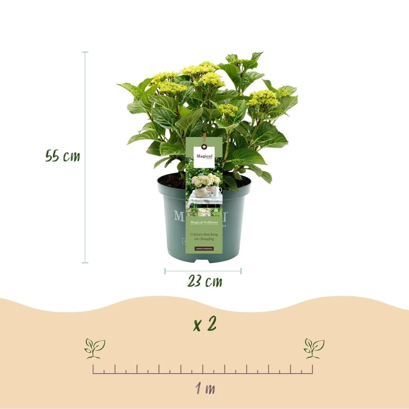 Balkon-Hortensie Magical Noblesse Weiß – 2 Pflanzen – 6–10 Blüten – Ø23 cm Topf – Höhe ca. 55 cm