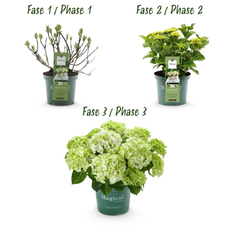 Balkon-Hortensie Magical Noblesse Weiß – 2 Pflanzen – 6–10 Blüten – Ø23 cm Topf – Höhe ca. 55 cm