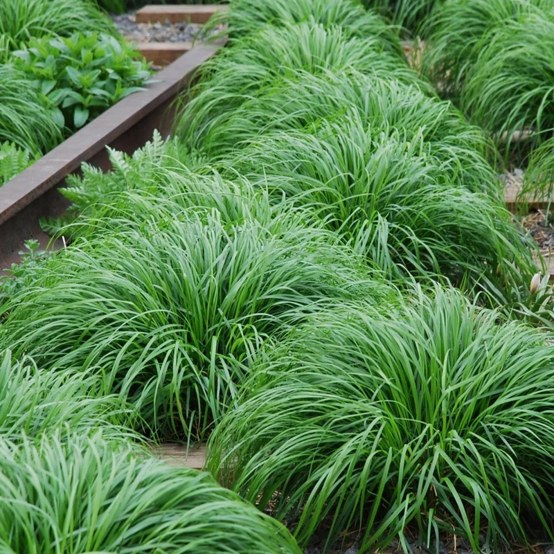 Carex 'Intense Green' – 4x Garten-Segge Ø17 cm | Immergrün & pflegeleicht