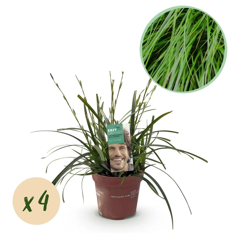Carex 'Intense Green' – 4x Garten-Segge Ø17 cm | Immergrün & pflegeleicht