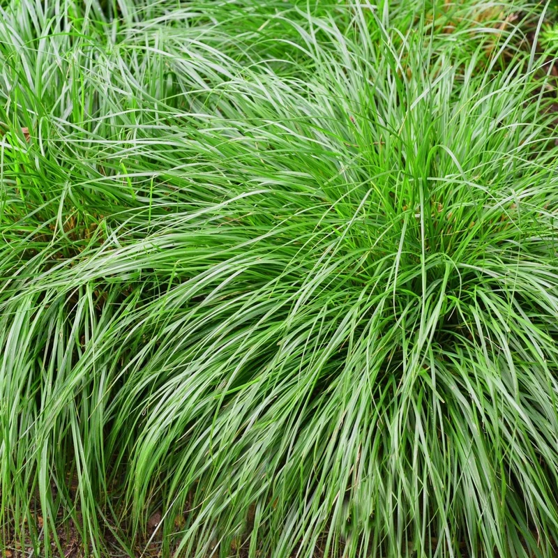 Carex 'Intense Green' – 4x Garten-Segge Ø17 cm | Immergrün & pflegeleicht