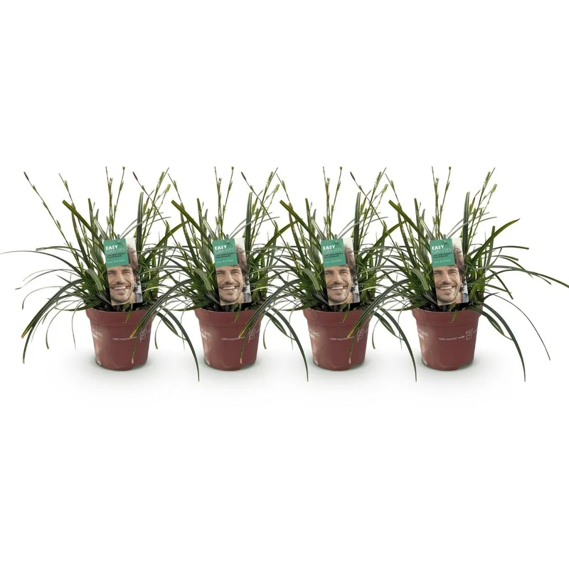 Carex 'Intense Green' – 4x Garten-Segge Ø17 cm | Immergrün & pflegeleicht