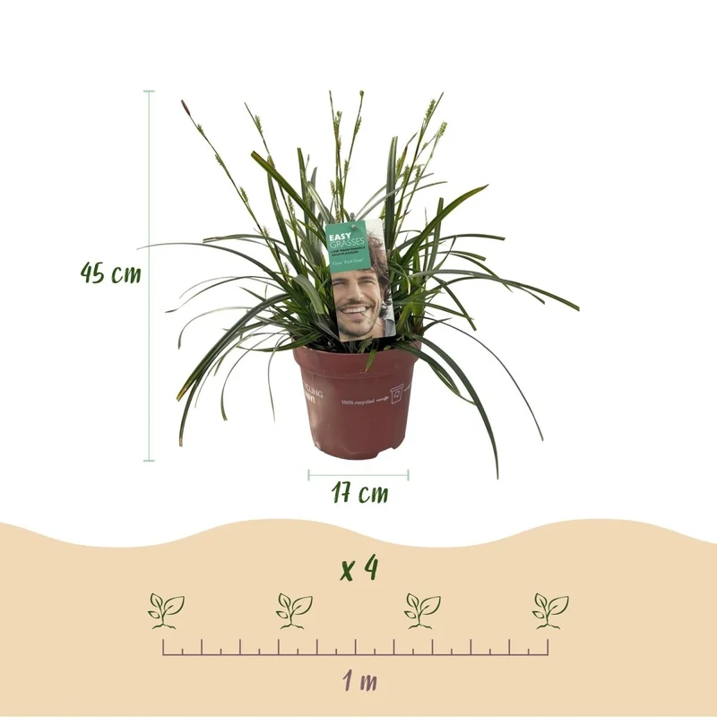 Carex 'Intense Green' – 4x Garten-Segge Ø17 cm | Immergrün & pflegeleicht