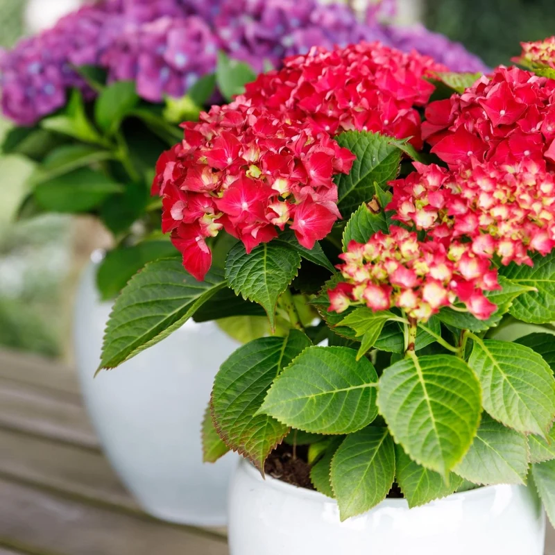 Balkon-Hortensie 'Forever & Ever' Rot kaufen – Hydrangea macrophylla | 2 Pflanzen, remontierend