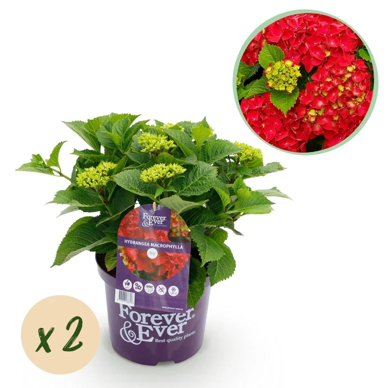 Balkon-Hortensie 'Forever & Ever' Rot kaufen – Hydrangea macrophylla | 2 Pflanzen, remontierend