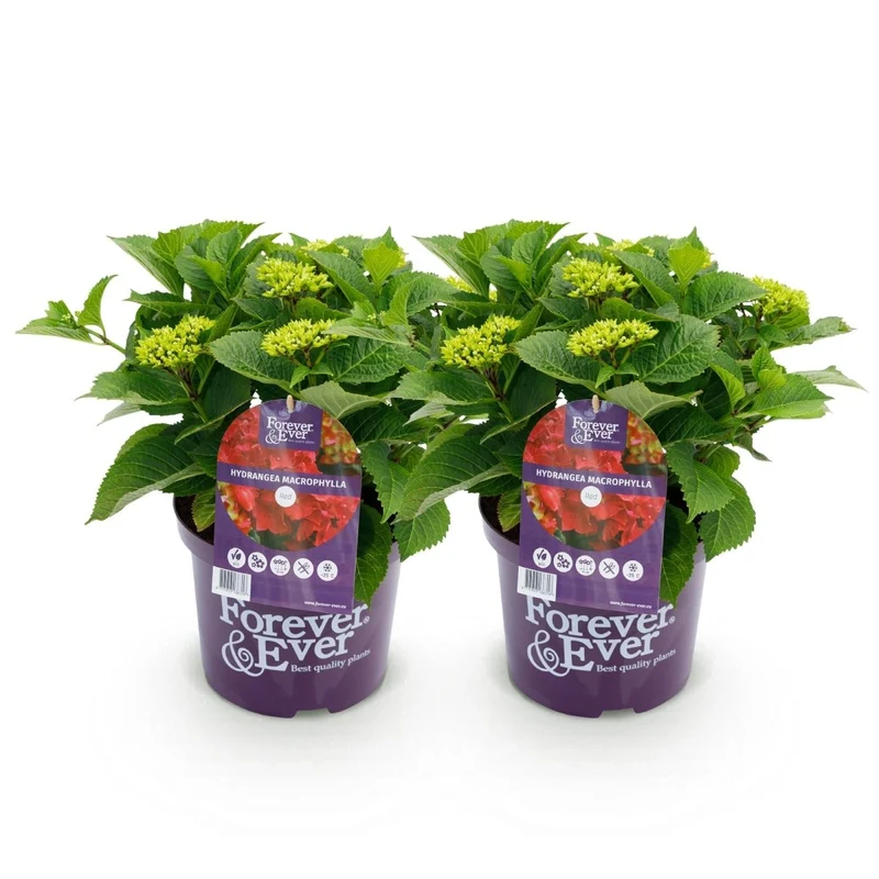Balkon-Hortensie 'Forever & Ever' Rot kaufen – Hydrangea macrophylla | 2 Pflanzen, remontierend