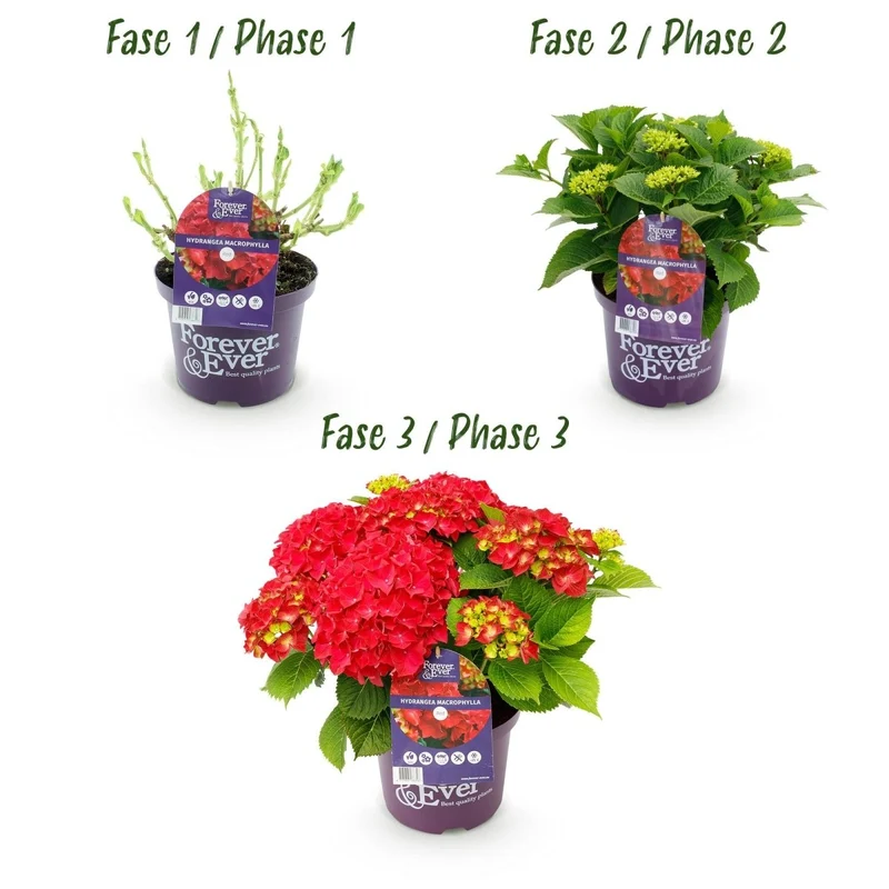 Balkon-Hortensie 'Forever & Ever' Rot kaufen – Hydrangea macrophylla | 2 Pflanzen, remontierend