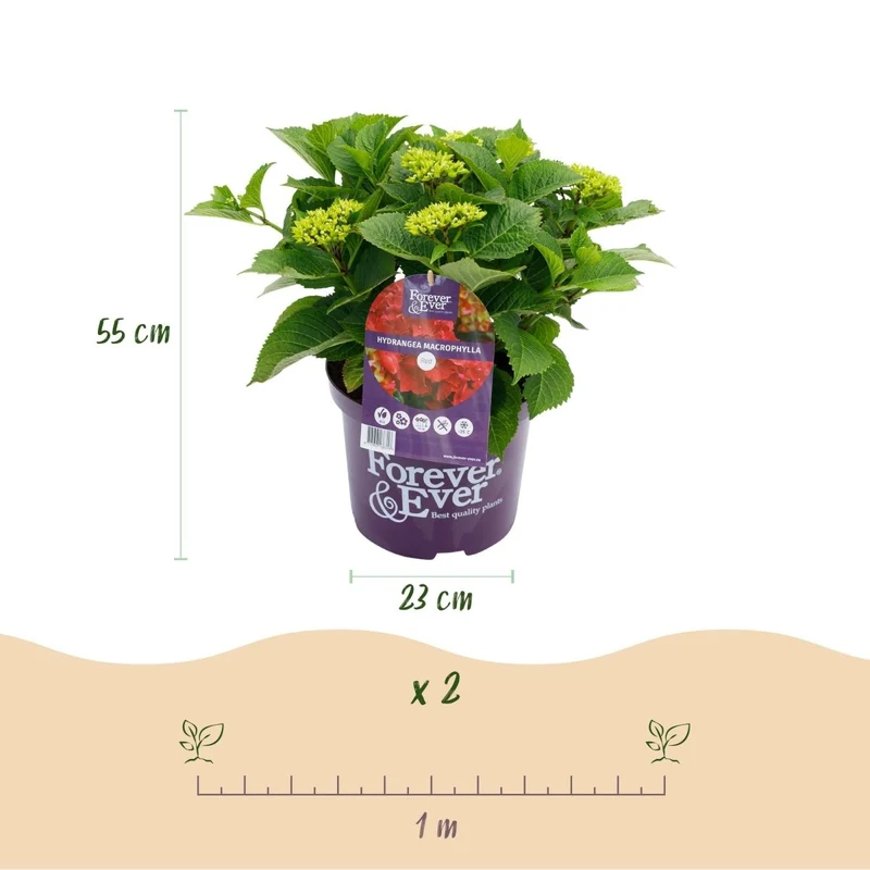 Balkon-Hortensie 'Forever & Ever' Rot kaufen – Hydrangea macrophylla | 2 Pflanzen, remontierend