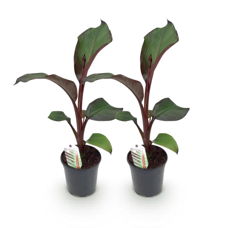 Bananenpflanze - Ensete ventricosum Maurelli - Winterhart - 2 Pflanzen - Topf 17cm Höhe 40cm
