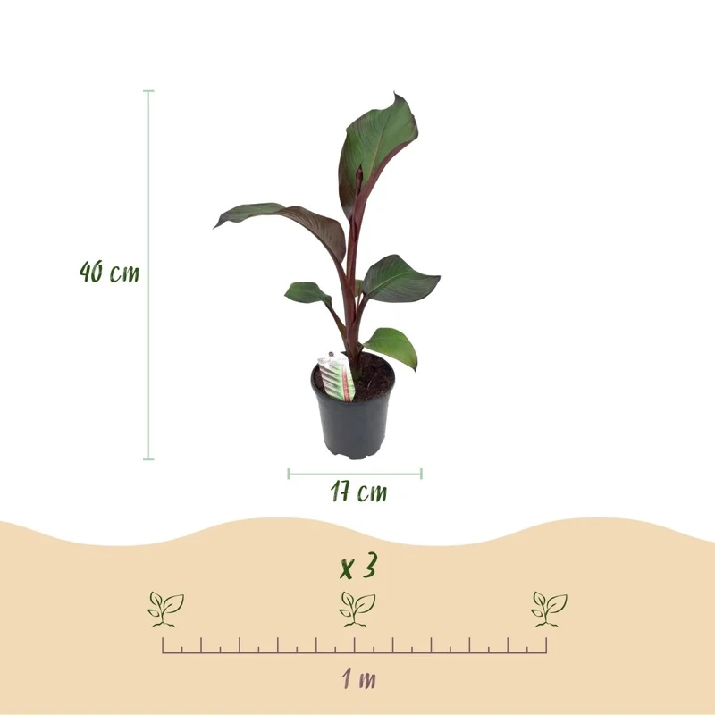 Bananenpflanze - Ensete ventricosum Maurelli - Winterhart - 2 Pflanzen - Topf 17cm Höhe 40cm