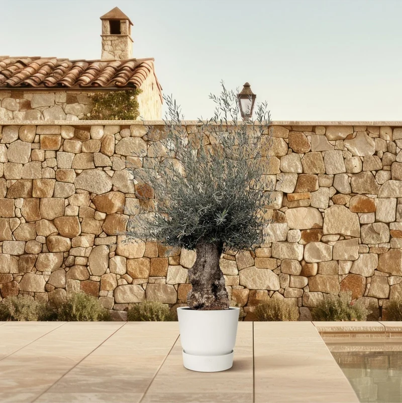 Olivenbaum Bonsai kaufen – Olea europaea Bonsai, 220–250 cm, Mediterran