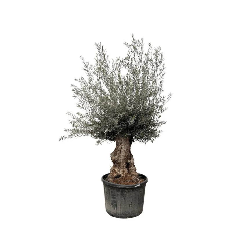 Olivenbaum Bonsai kaufen – Olea europaea Bonsai, 220–250 cm, Mediterran