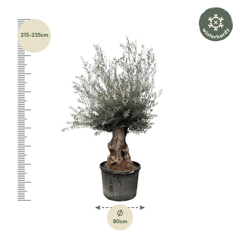 Olivenbaum Bonsai kaufen – Olea europaea Bonsai, 220–250 cm, Mediterran