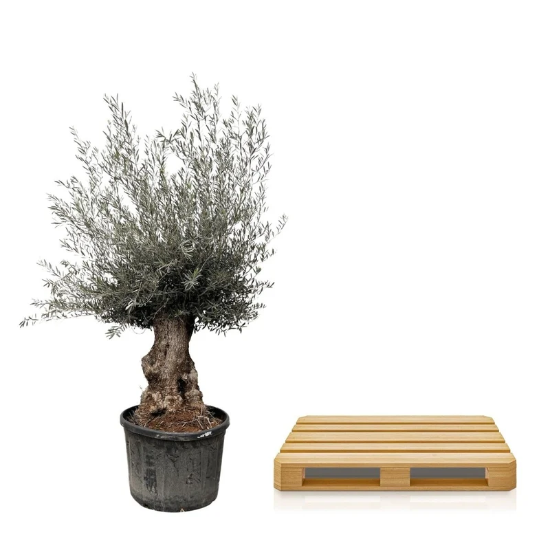 Olivenbaum Bonsai kaufen – Olea europaea Bonsai, 220–250 cm, Mediterran