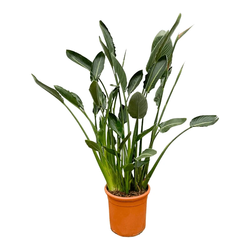 Strelitzia Reginae – Orange Paradiesvogel für Innen & Garten