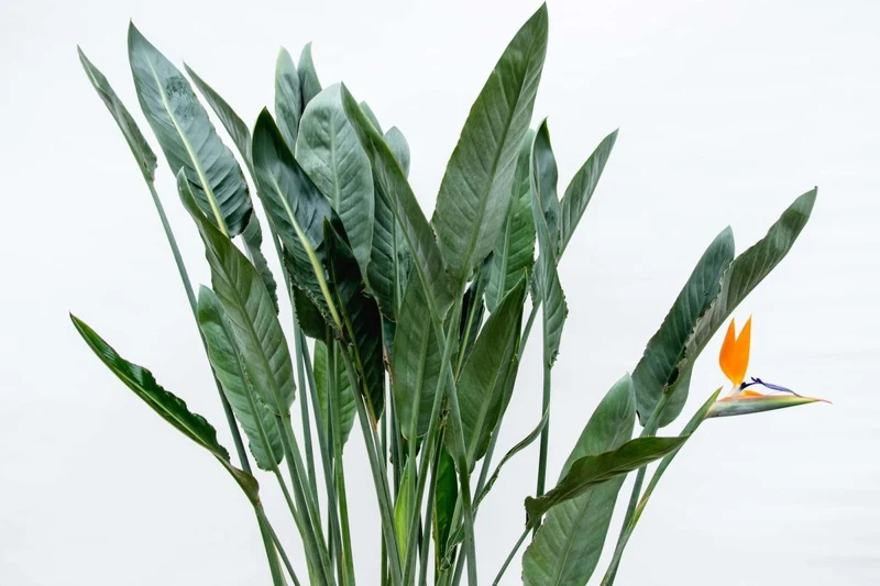Strelitzia Reginae – Orange Paradiesvogel für Innen & Garten