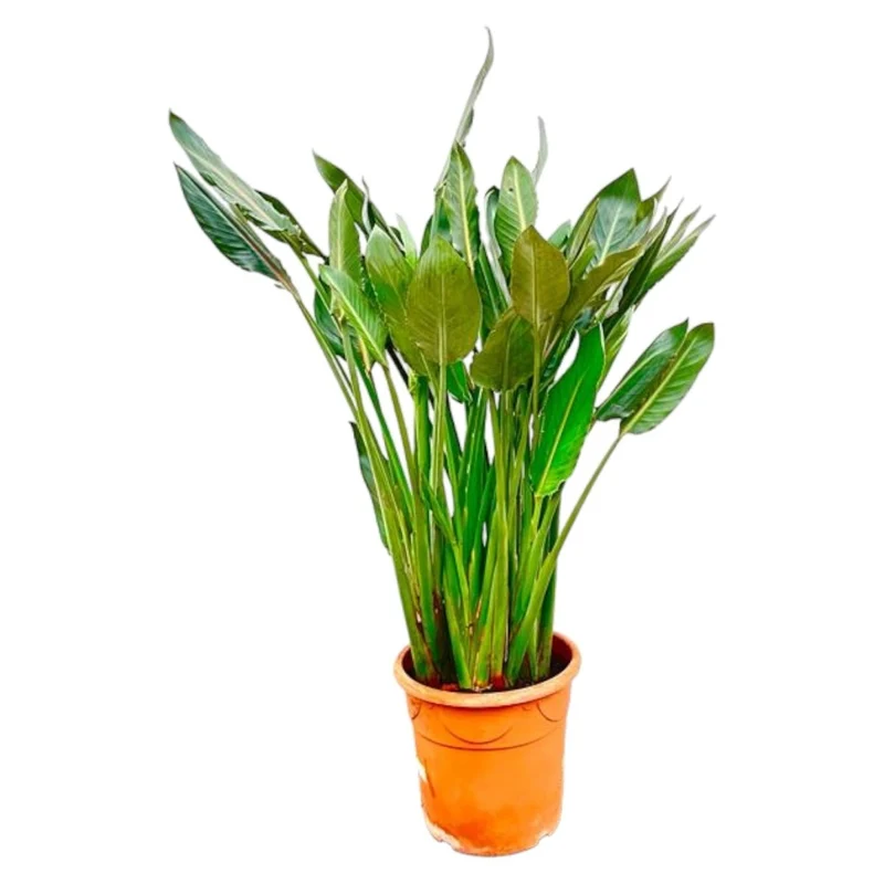 Strelitzia Reginae – Orange Paradiesvogel für Innen & Garten