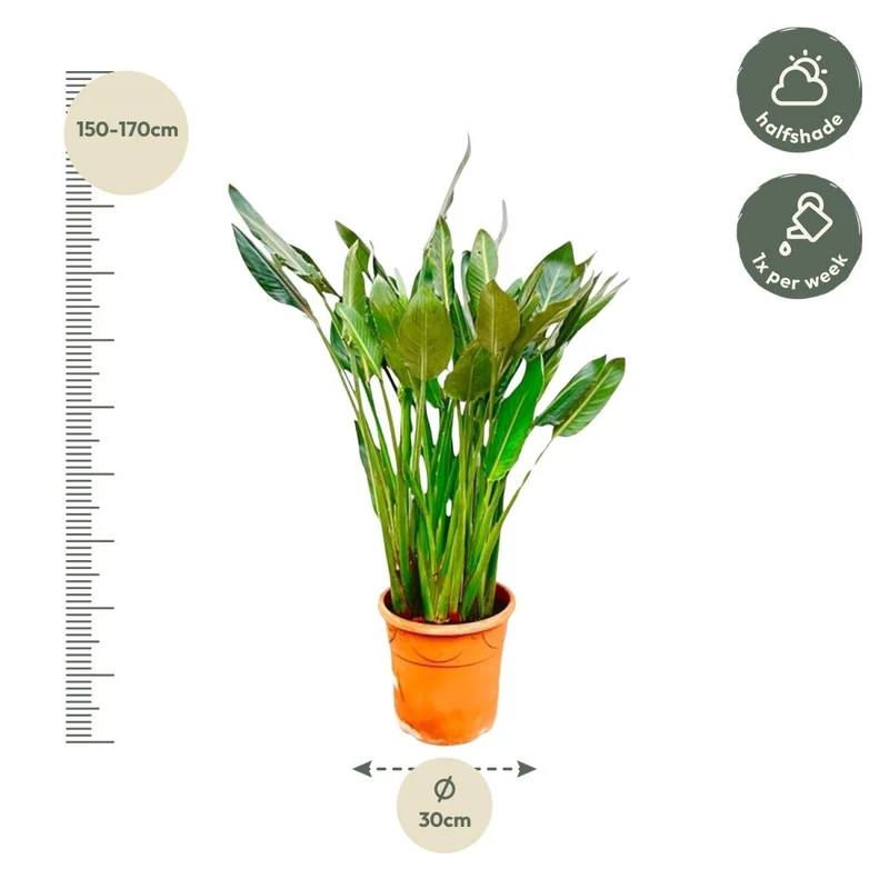 Strelitzia Reginae – Orange Paradiesvogel für Innen & Garten